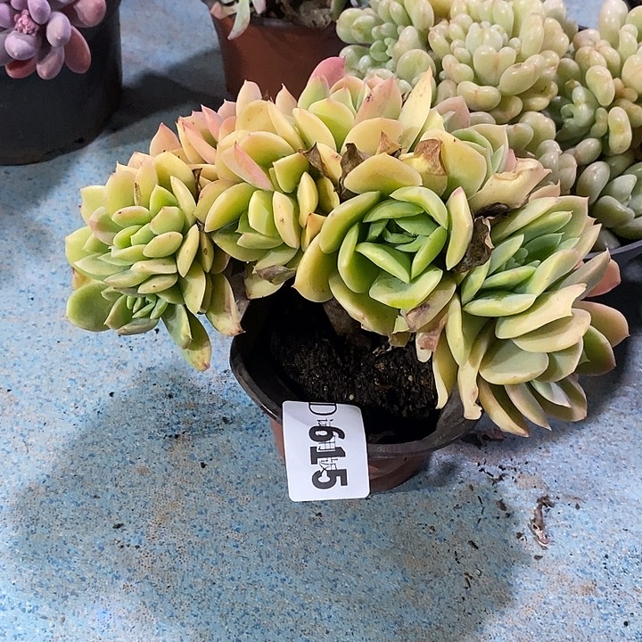 云***6615星纳塔多肉植物多肉