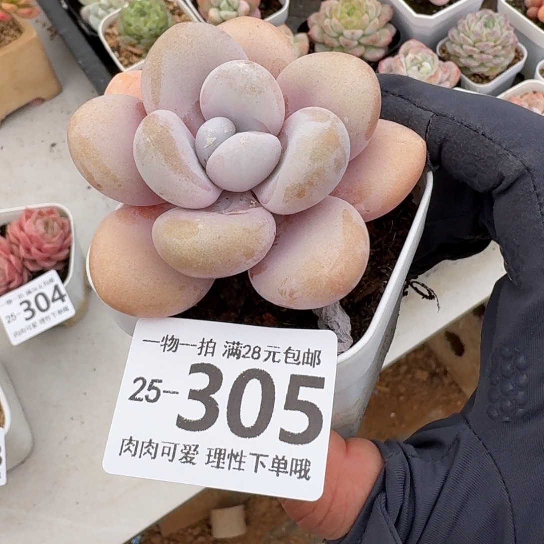 粉兔无盆土发货无