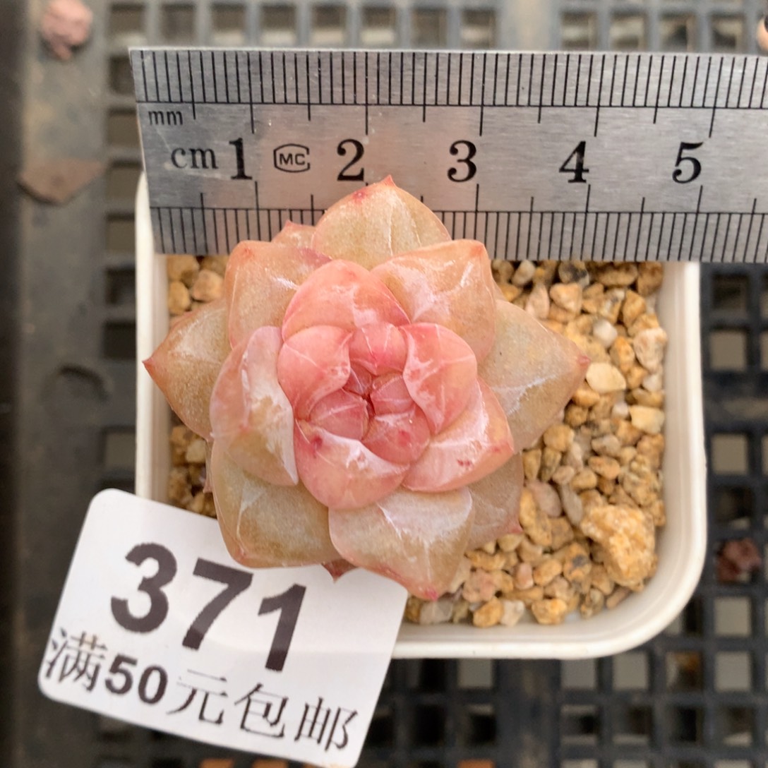 371。粉钻珍妮糖心。   