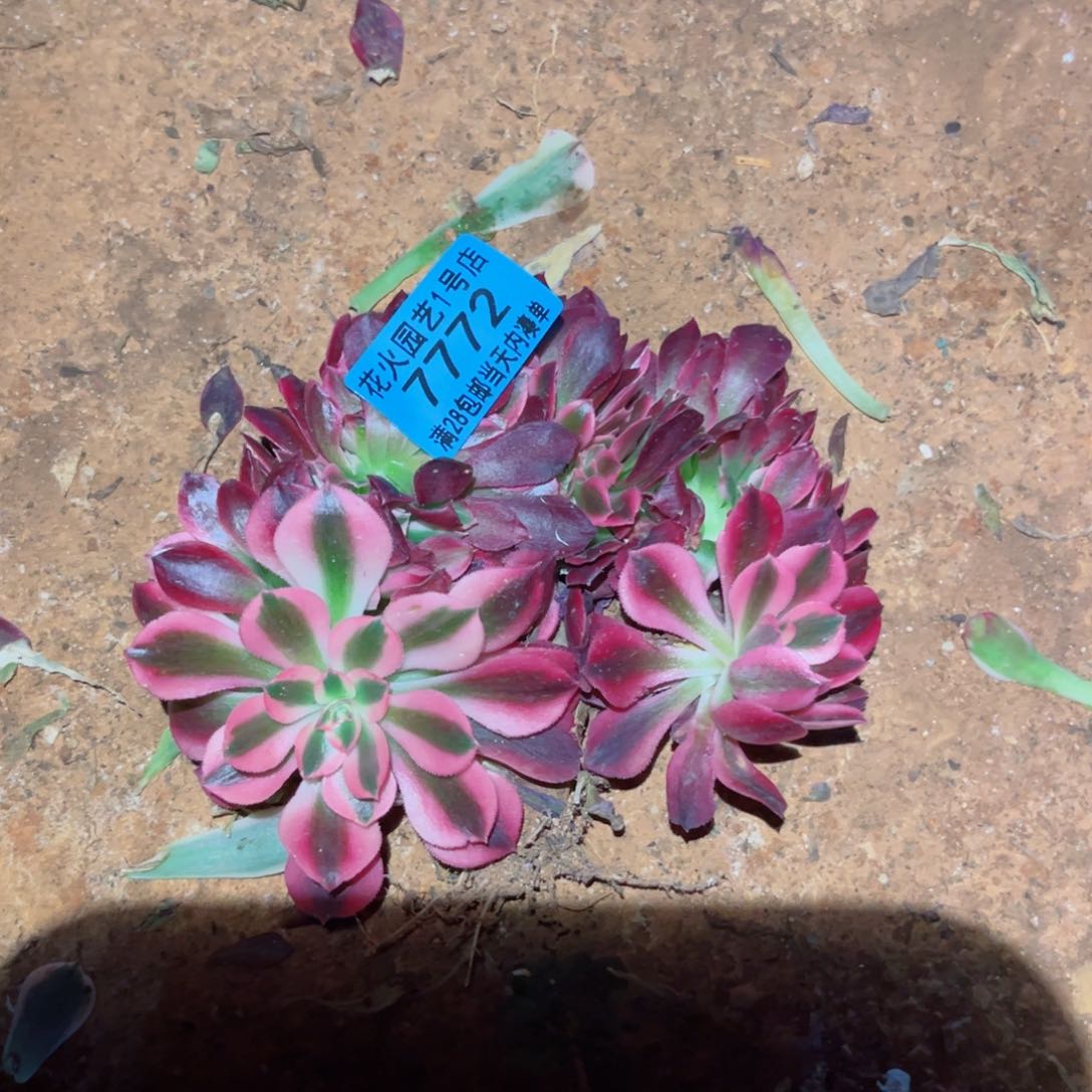 美杜莎缀7772多肉