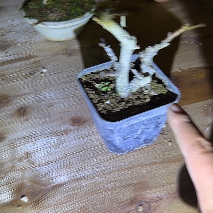 无花朵盆景不包邮