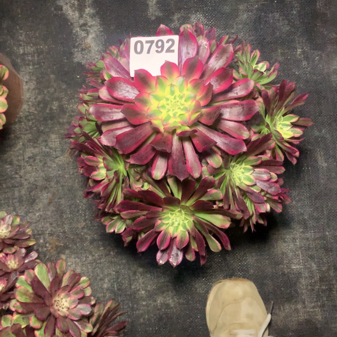 柚***子天荷792法师多肉植物3900000