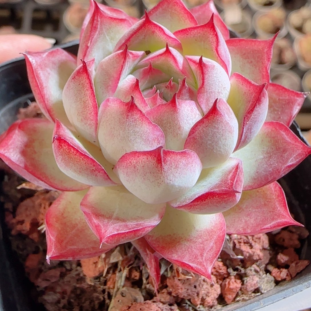 花语多肉0103-96女王