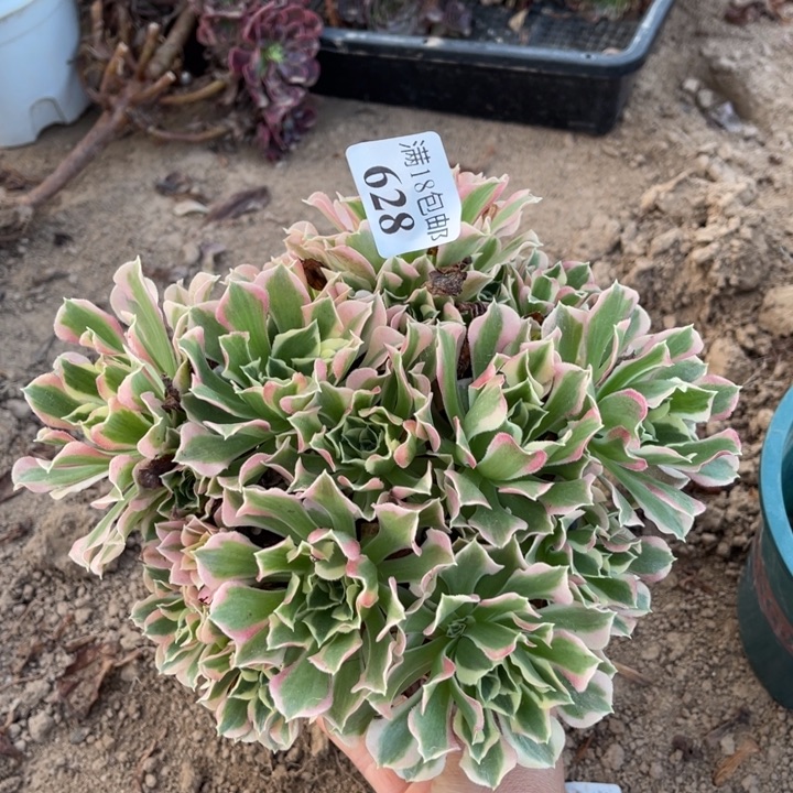 628白凤绣球1号棚