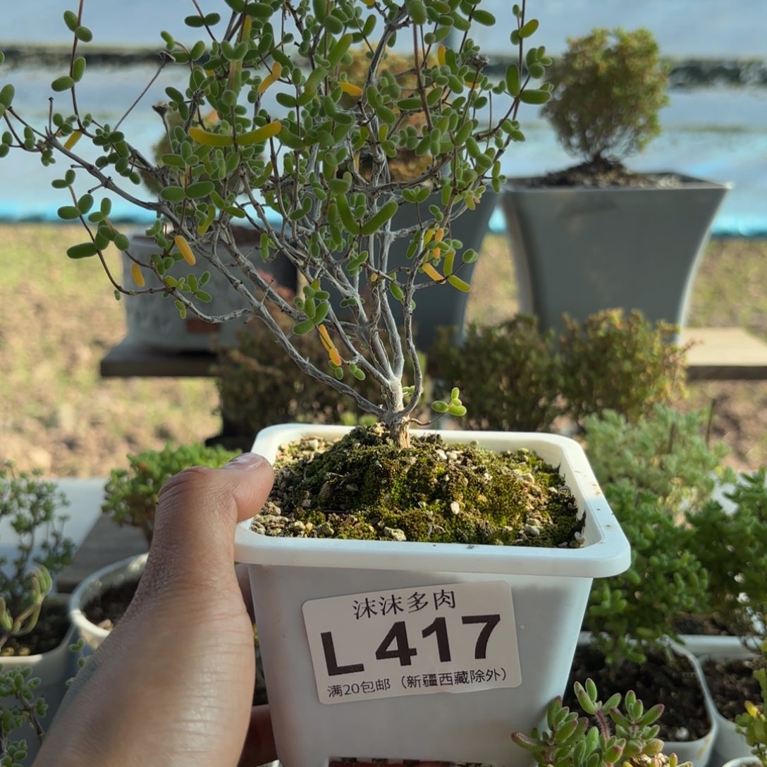 417老桩糖球枝干福利