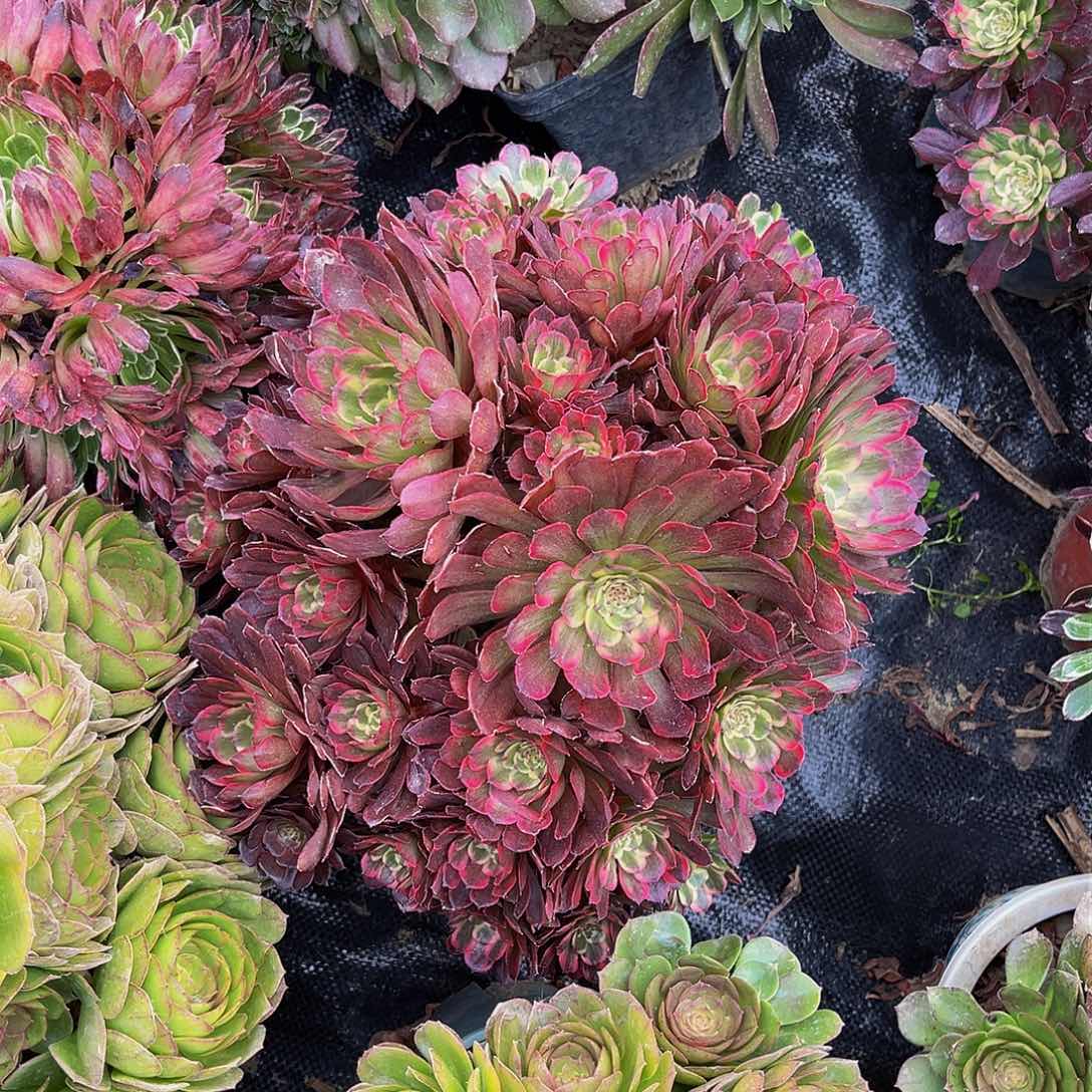 嫦娥法师多肉1-13