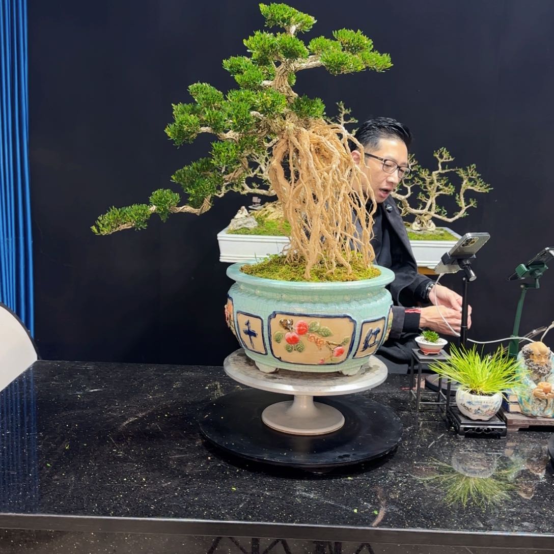 黄杨室内室外盆景艺术