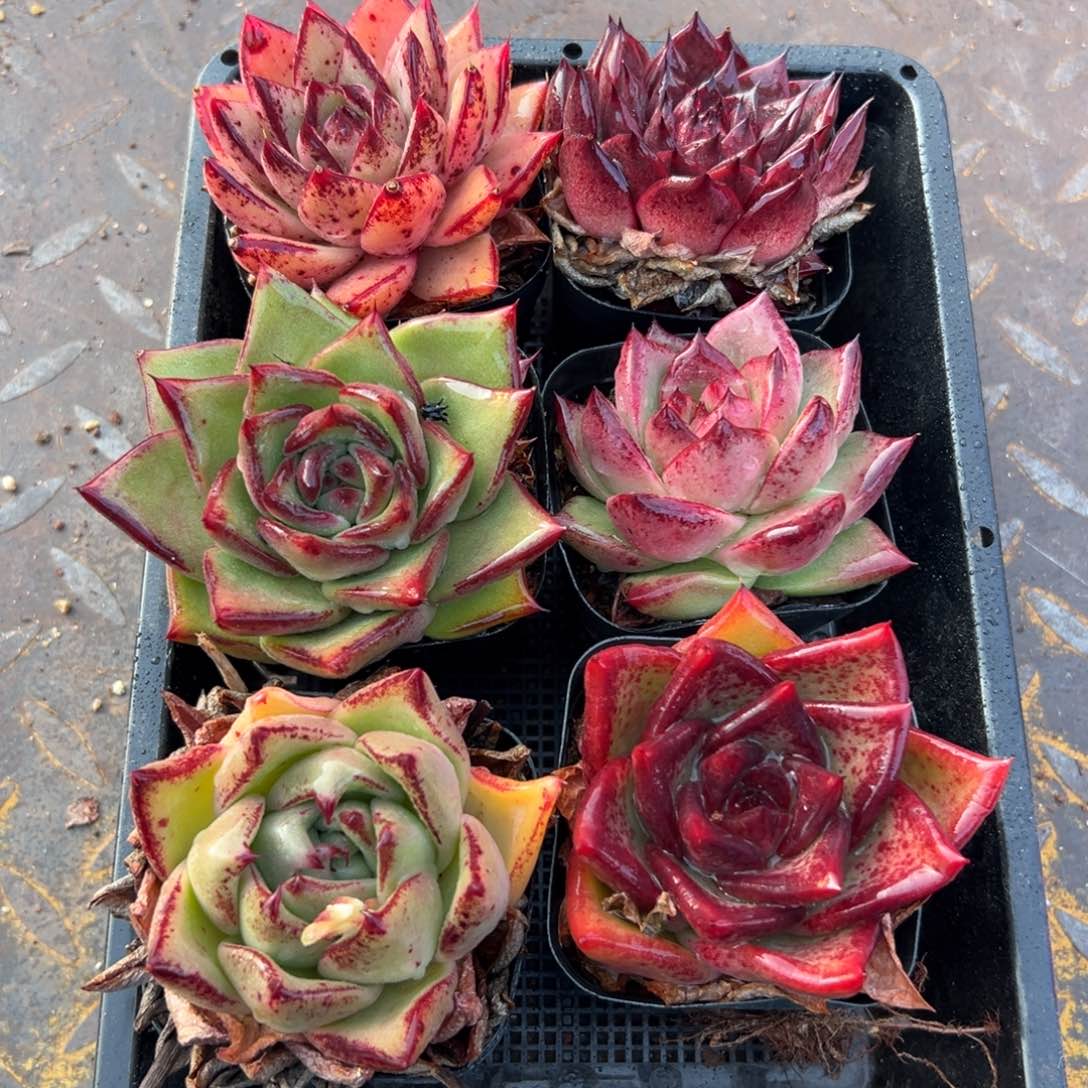 多肉一物一拍0113-16