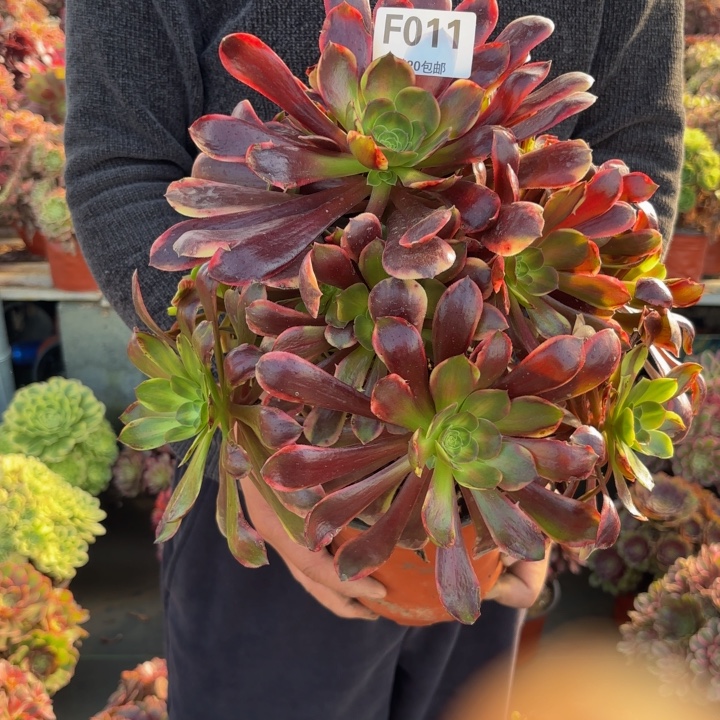 清***7瑞妈，。。。。011万家丽，