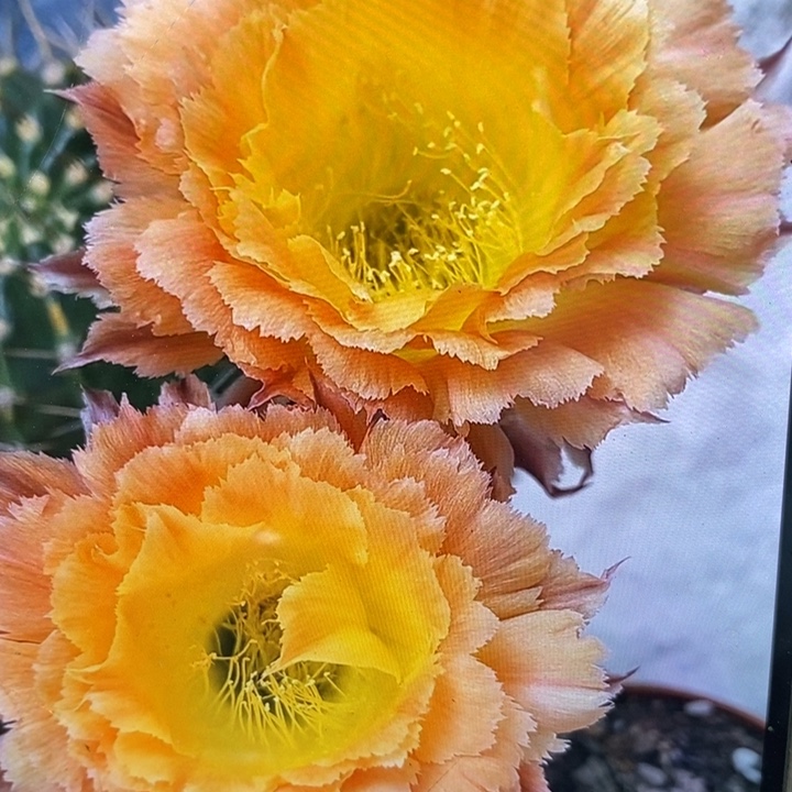 彩草橙黄羽毛侧芽5.5公分左右