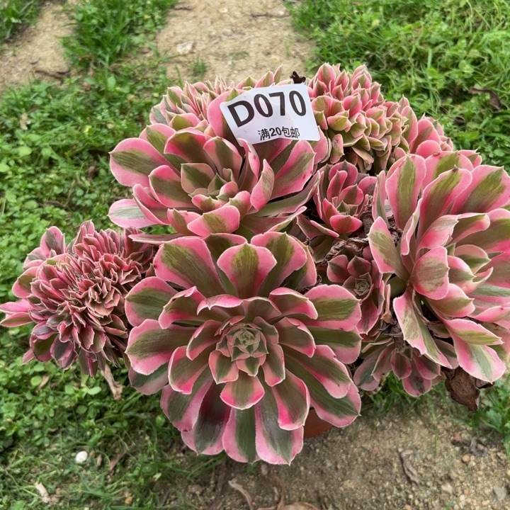 碎瑞妈多肉植物070.