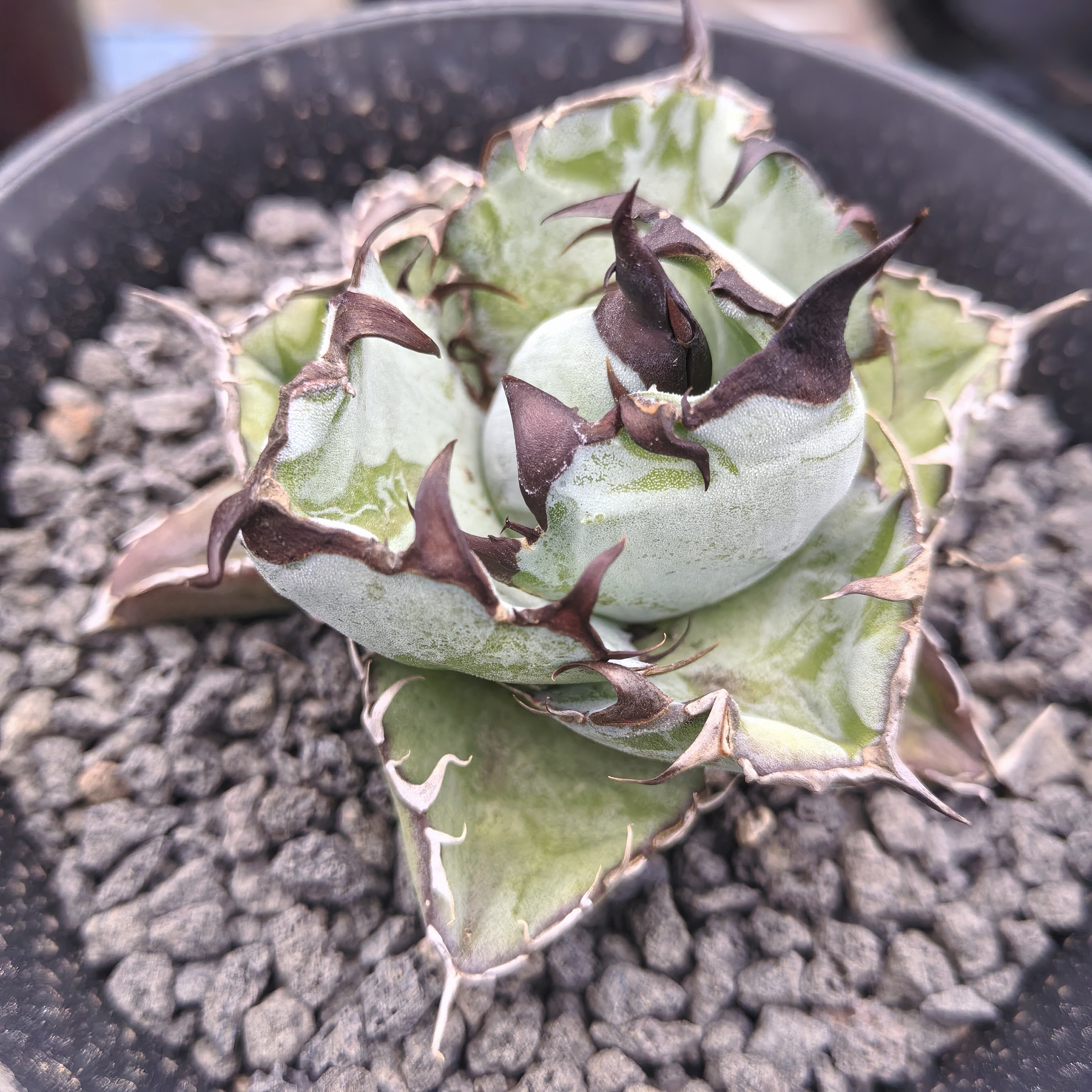 蓝鲸 一物一拍龙舌兰多肉植物小盆栽