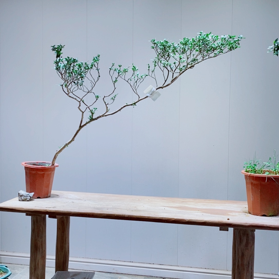 宾**月海岛栀子花1111111111