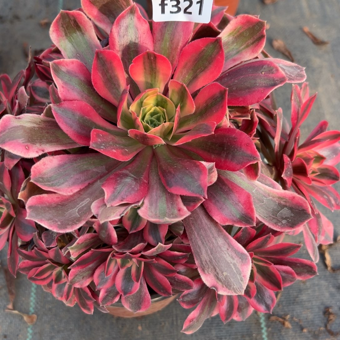 321女妖，满20包邮嘟叮熊