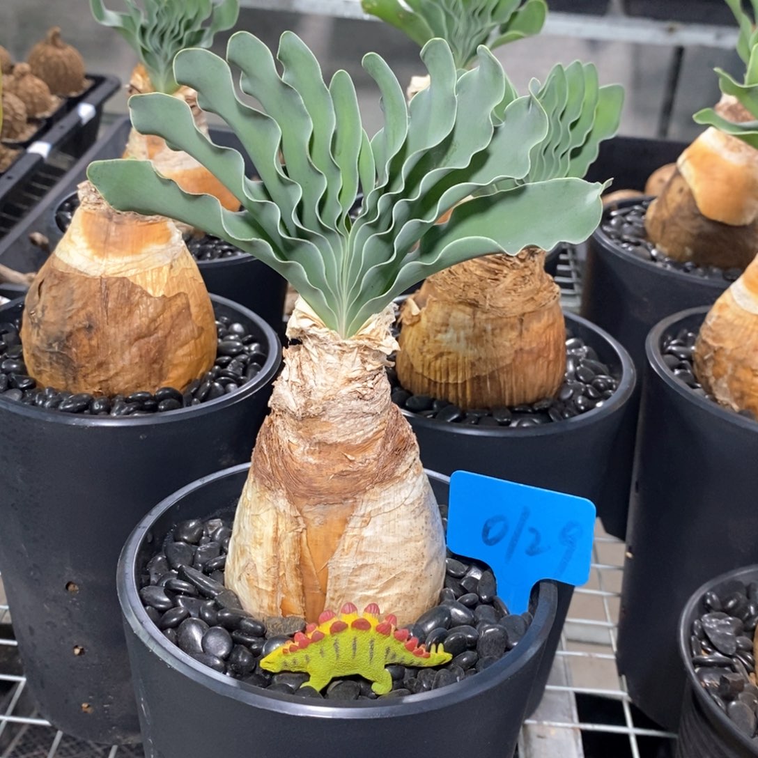 巨凤之卵多肉植物