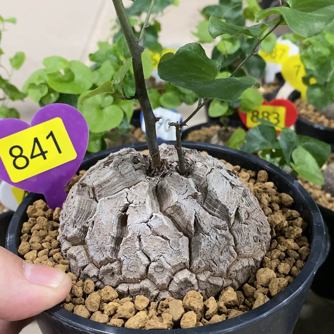 南非龟甲龙龟甲龙