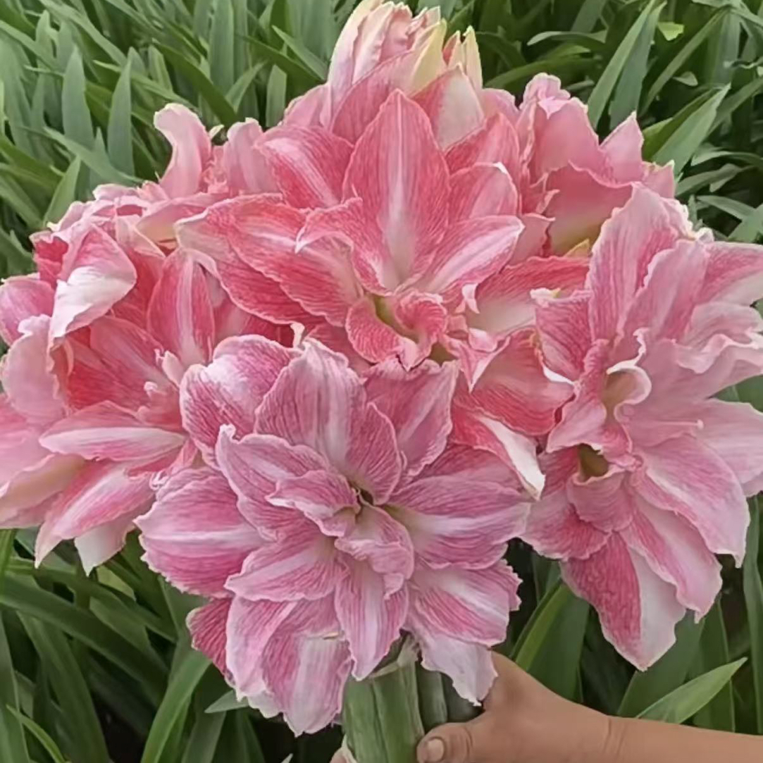 小石头重瓣朱顶红闪亮种球