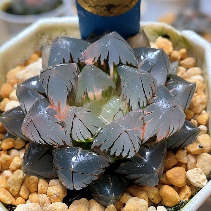 665水晶玉露錦母本級別