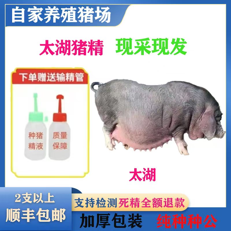 (太湖）种猪优质种猪精液批发品种可选一件包邮恒温箱发货包对版