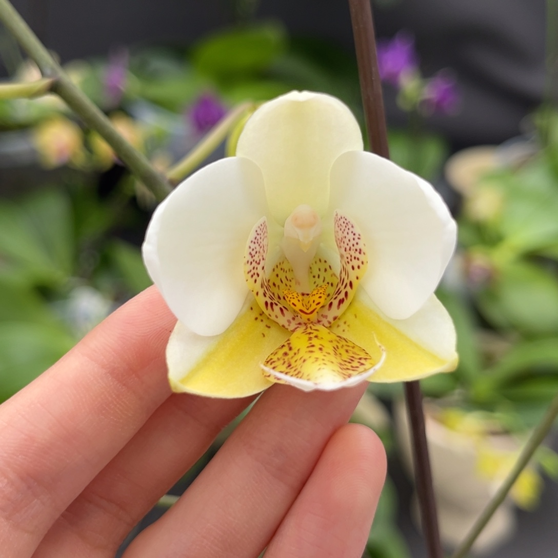 大部分花苞少量开放2.5寸1189开花株