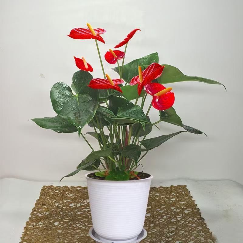 红掌盆栽花卉植物室内客厅好养绿植粉掌鸿运当头四季开花净化空气
