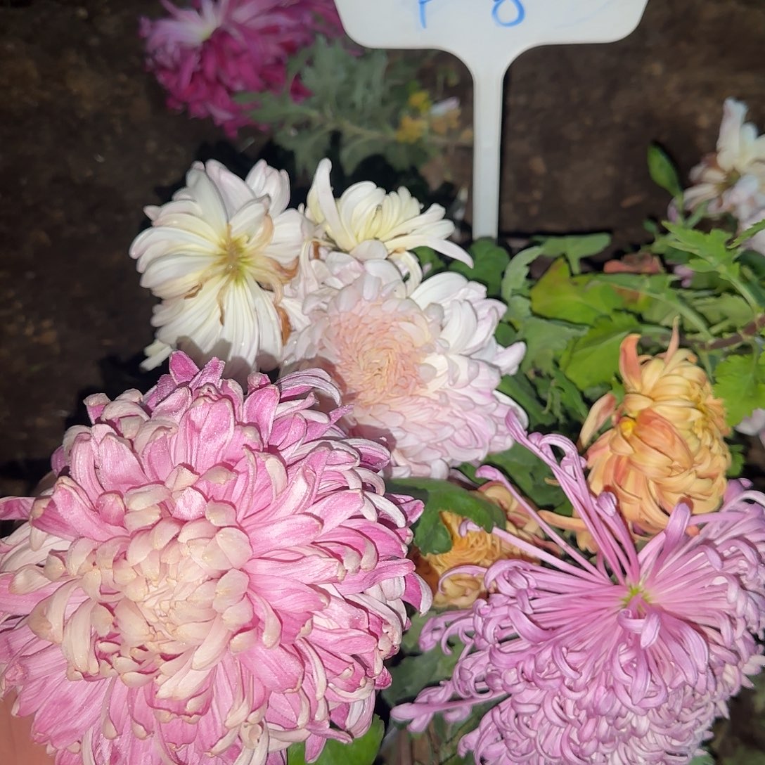 全部花朵P0000008