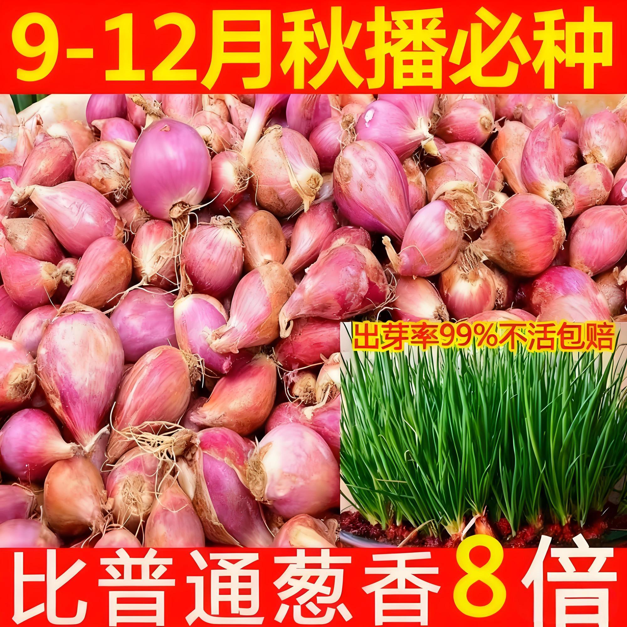 【免费试种】火葱头农家特产小香葱红葱种香葱头盆栽四季葱干葱头