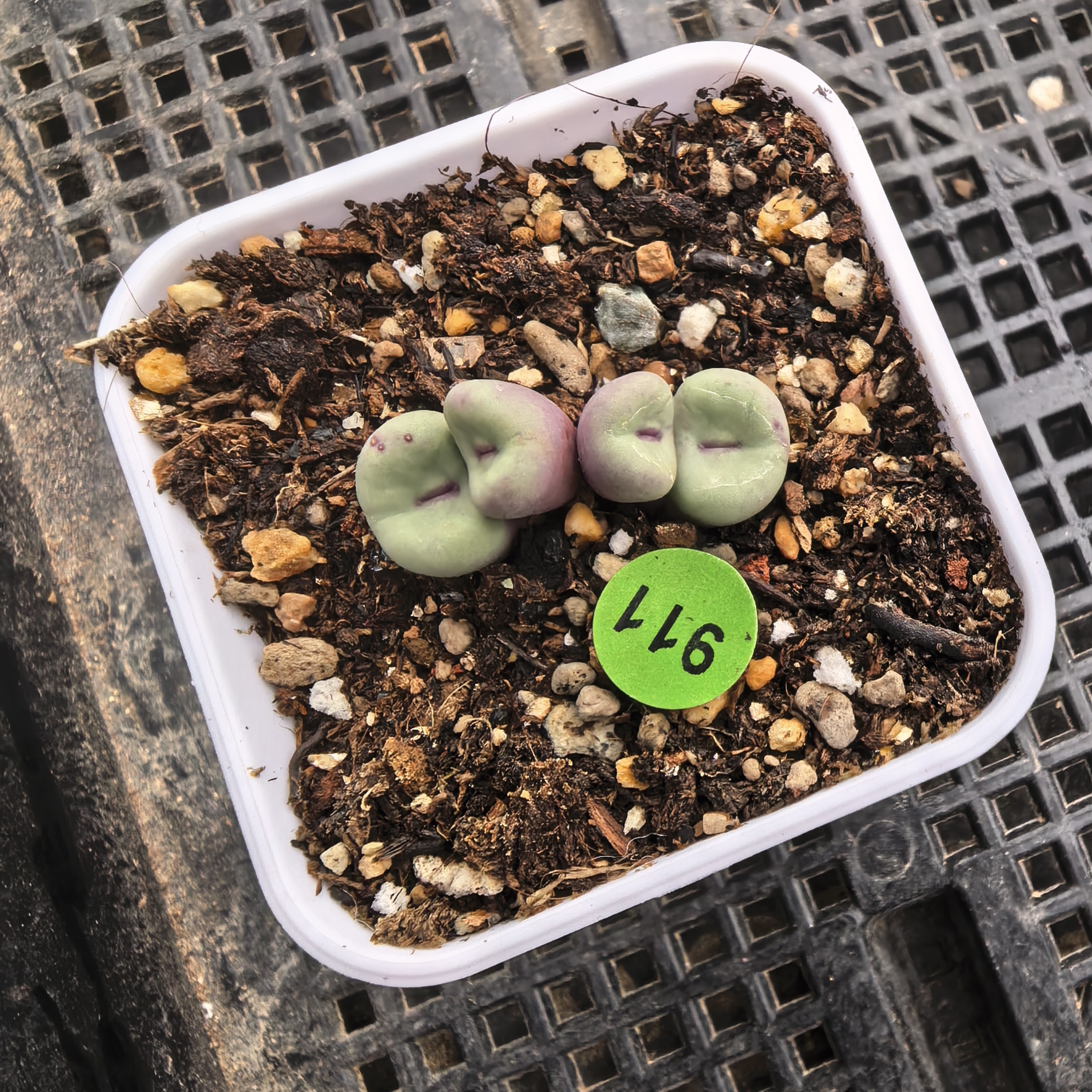 漂亮嘴4头多肉911