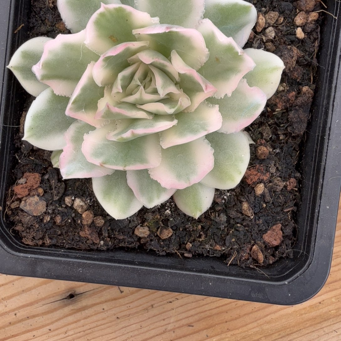 紫蝴蝶锦 安吉园艺锦