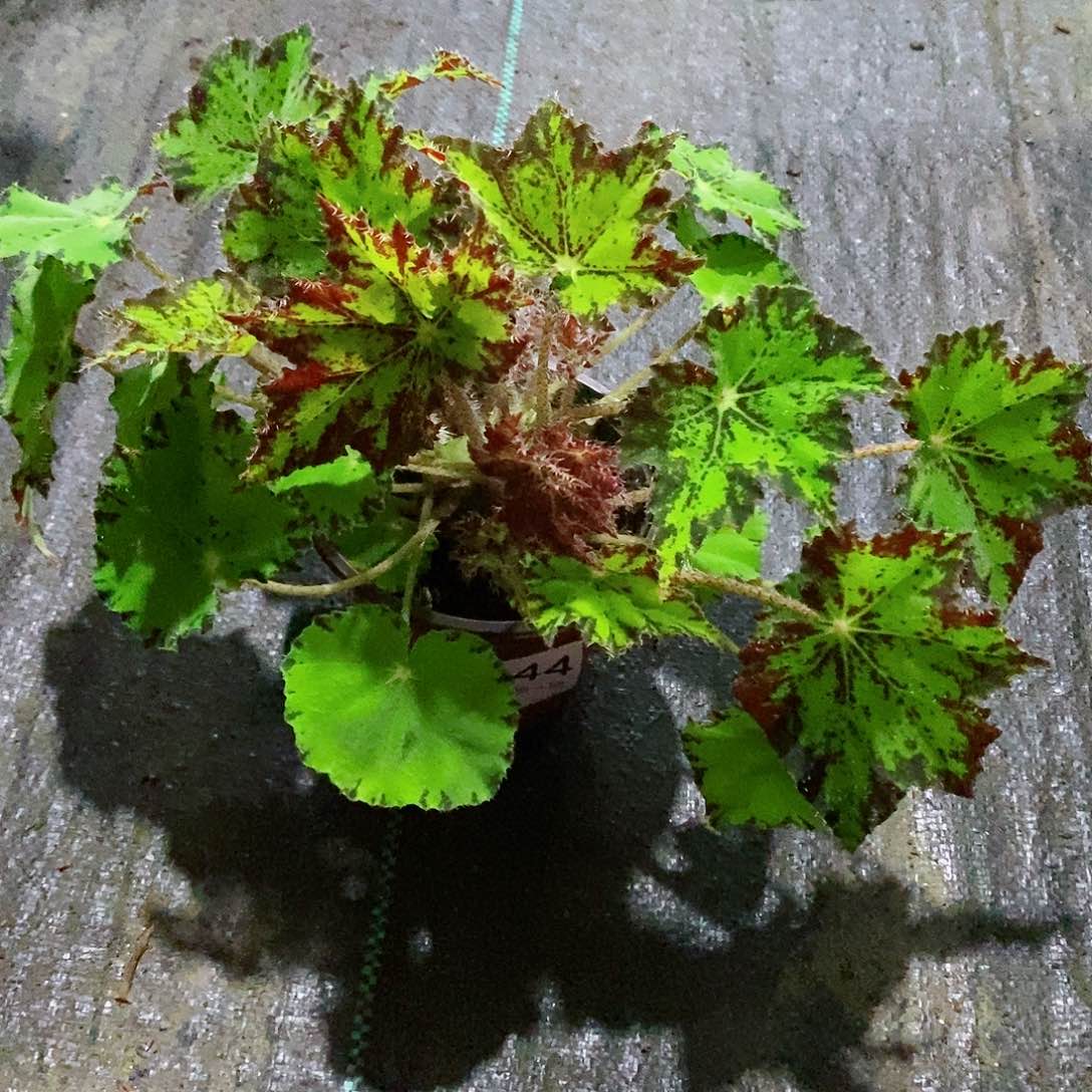 不开花植物纳*秋海棠244