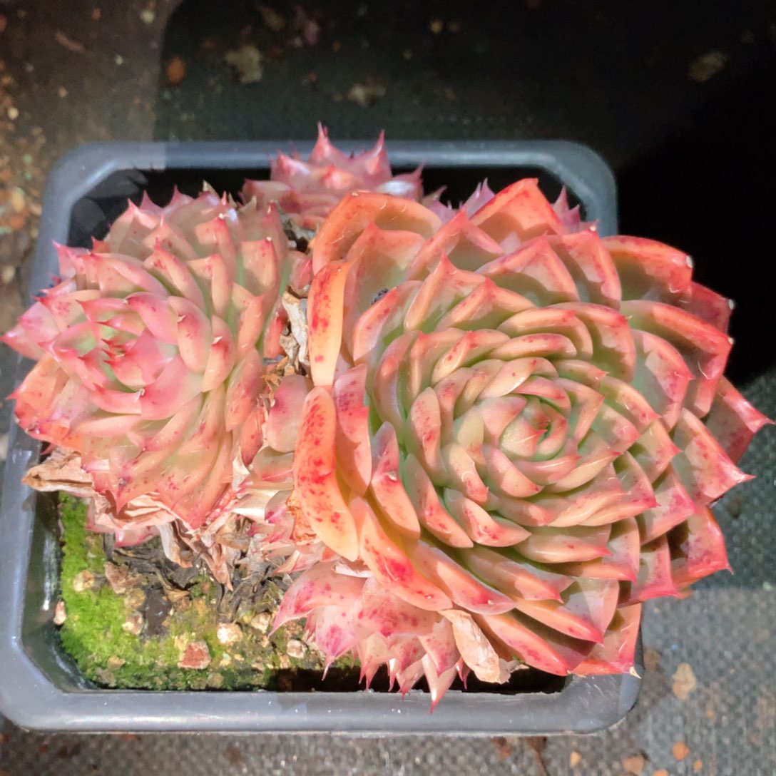 6402杂交多肉植物基地