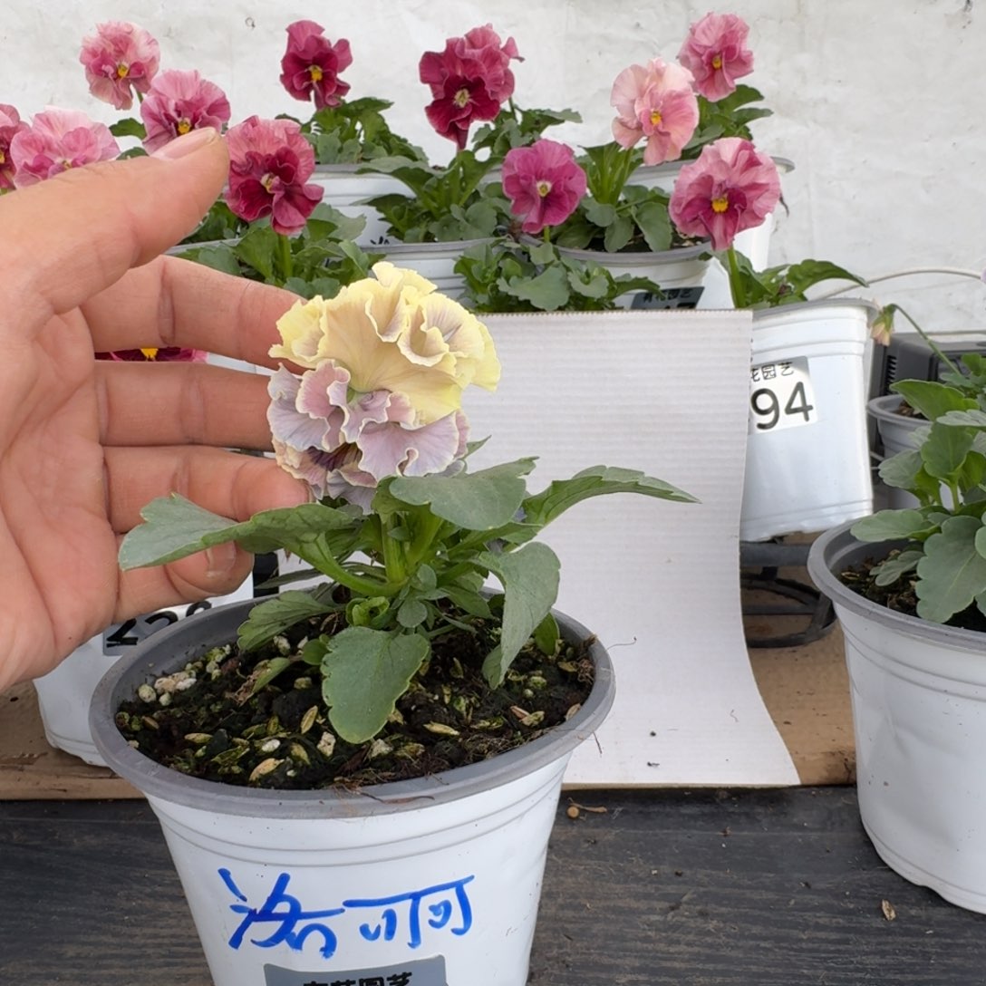 全部花朵292号角堇