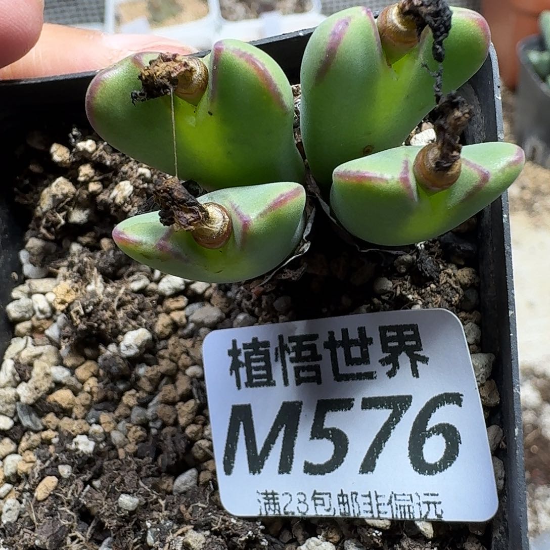 多肉植物的润泽gbnn