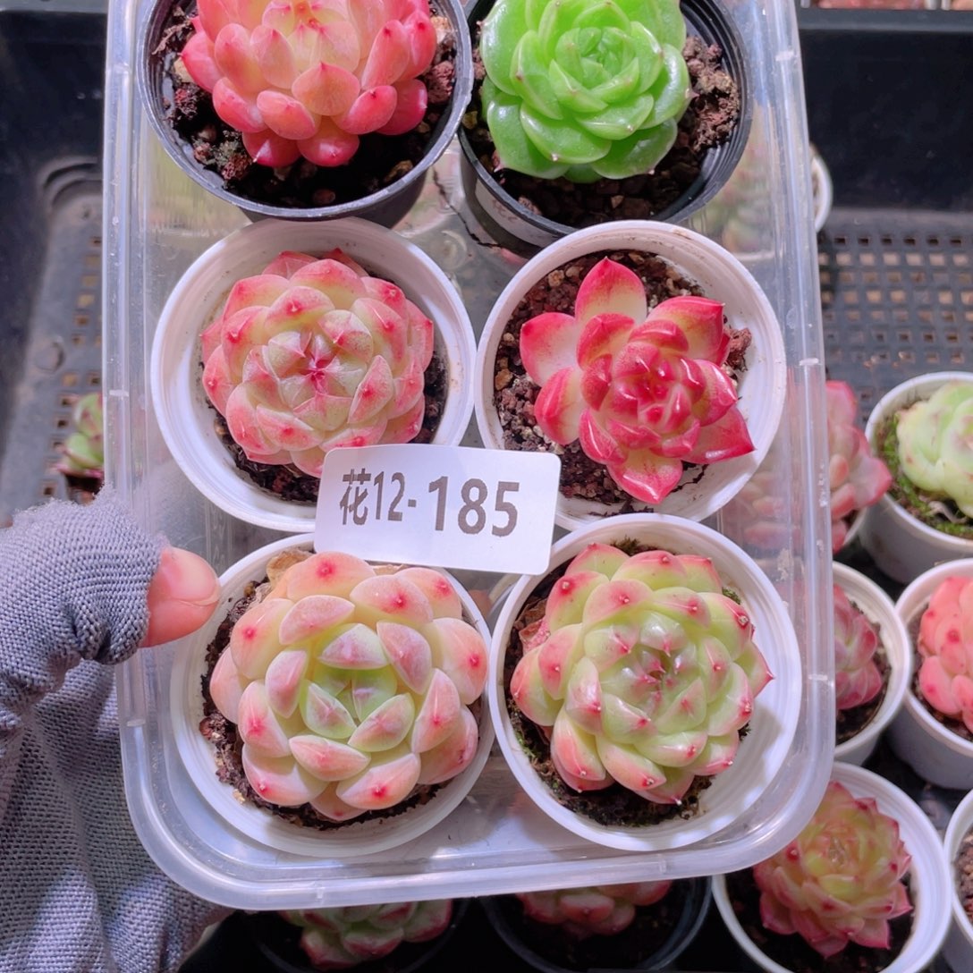 花利美12-185多肉6颗