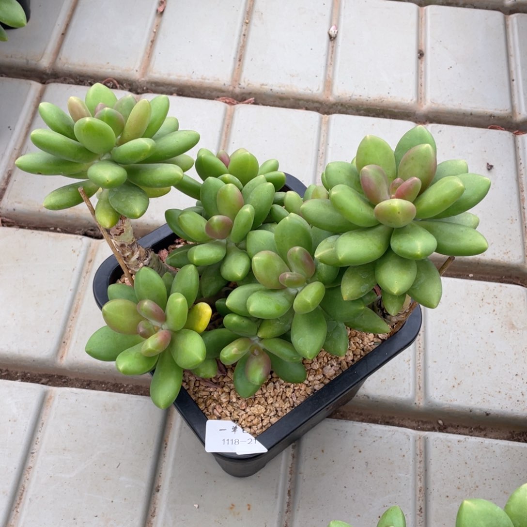 圆*播1118-21芒果奶，。。。，