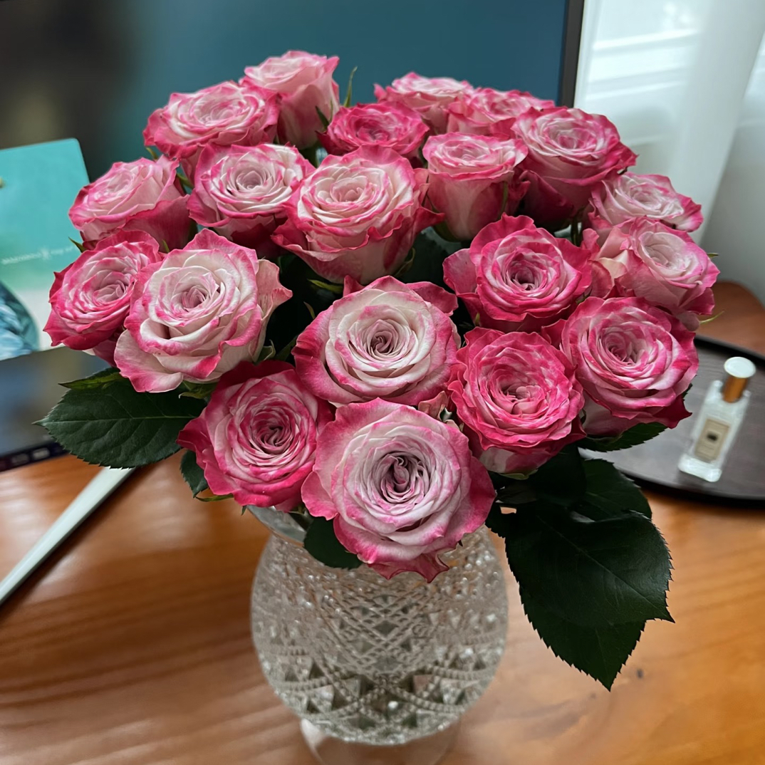 【经典】单头花花公子玫瑰鲜花丝绒质感云南基地直发《拒收不售后》