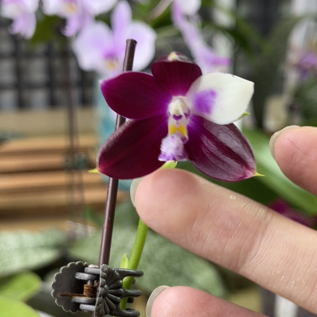 完全开放蓝麻雀-104