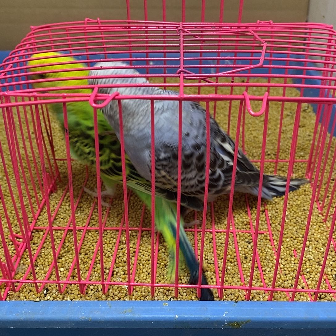 虎皮鹦鹉大头虎皮