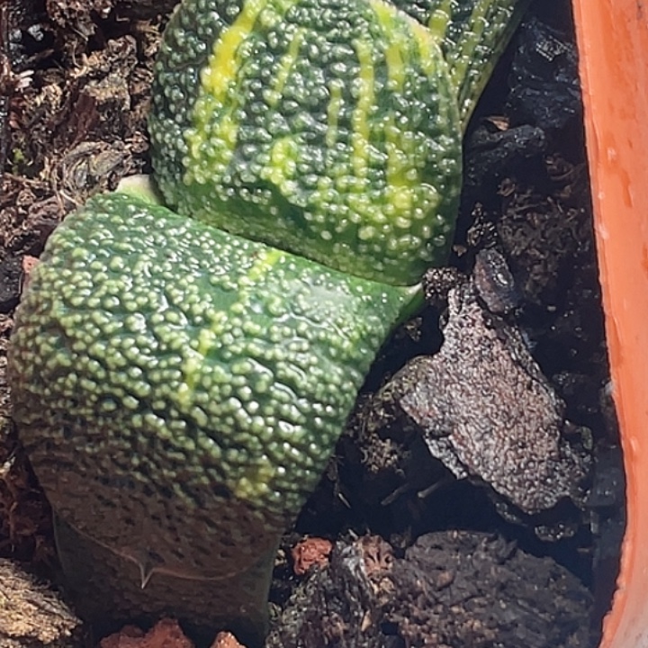 志***平一物一拍客户专拍