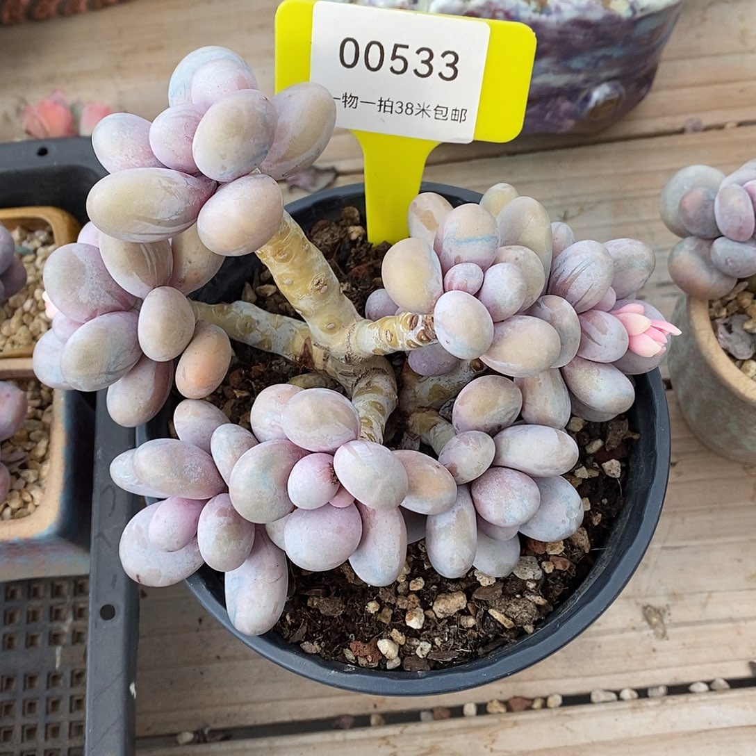 533UN土楼魔芋想我