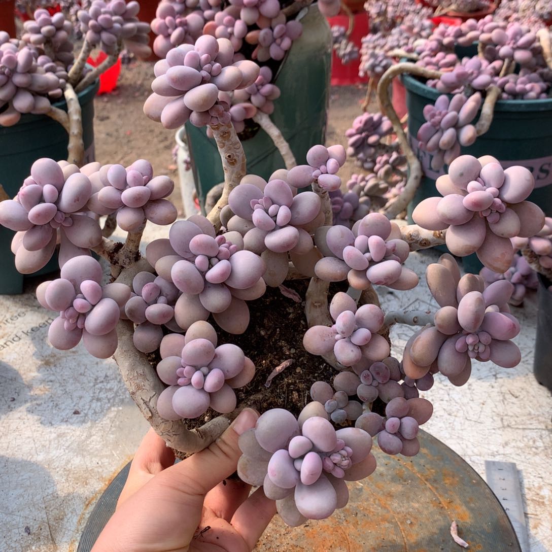 桃蛋老桩20号不带盆