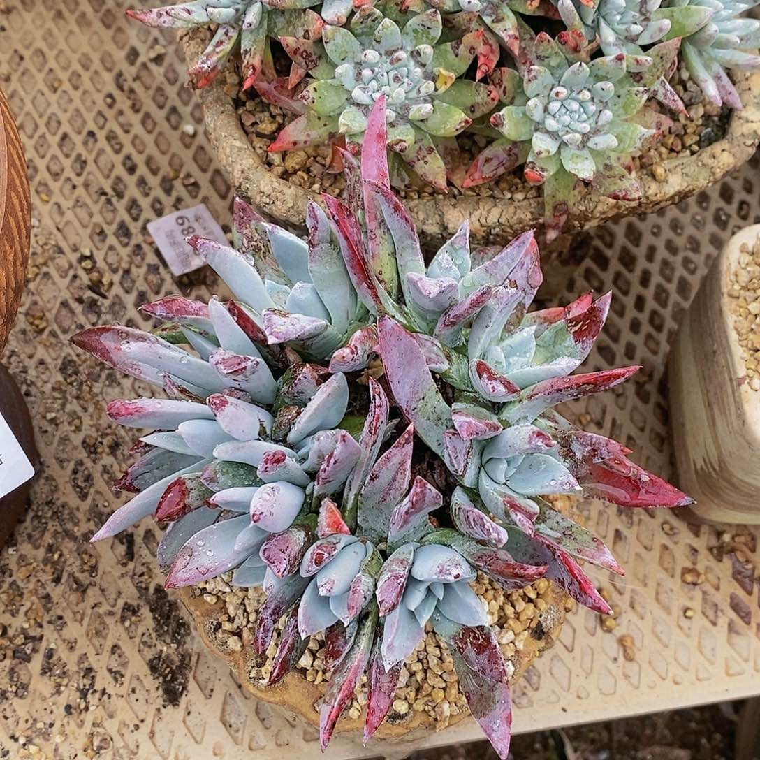 【闪购商品】哈哈哈哈漠然一多肉1291