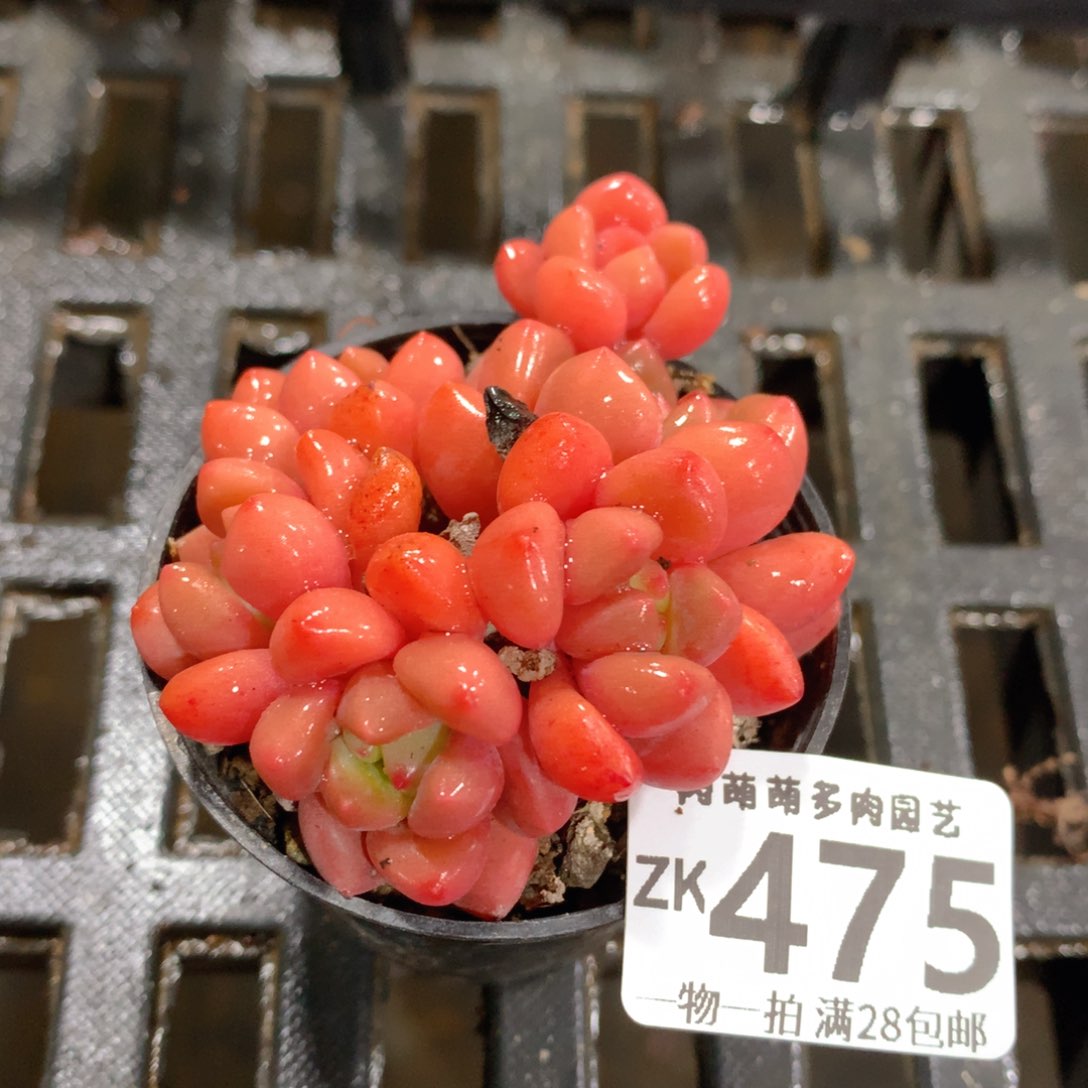 肉萌萌拇指盆精控多肉ZK475