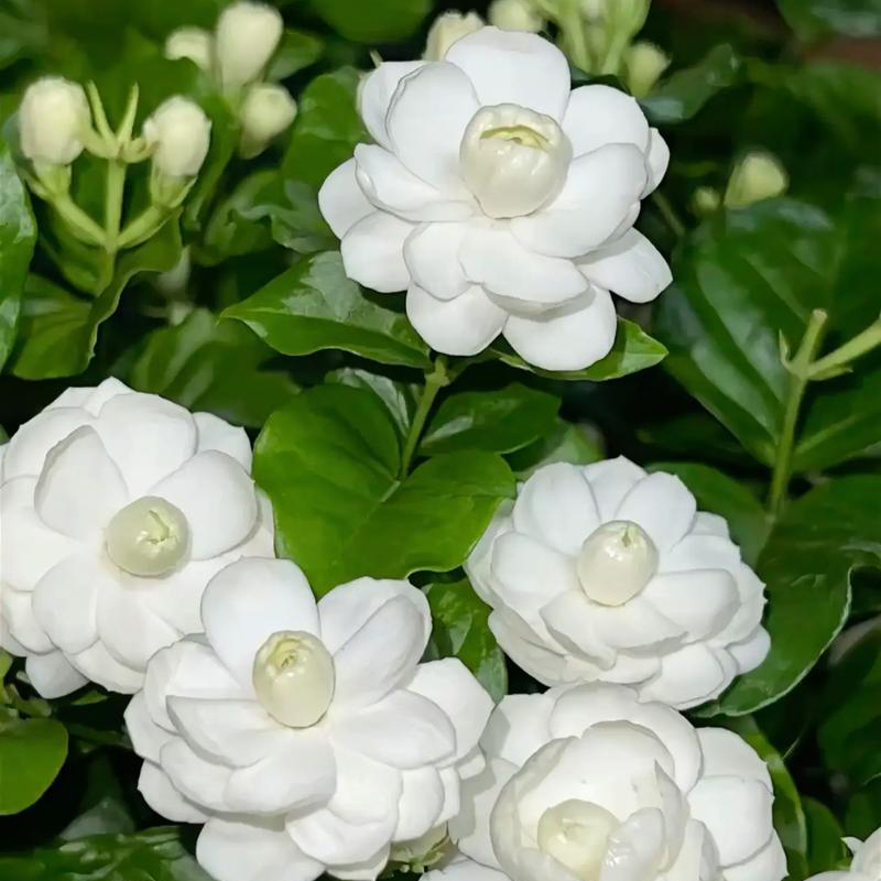 尖叶宝珠茉莉花 芳香花卉盆栽带花 苞勤花浓香好养易种