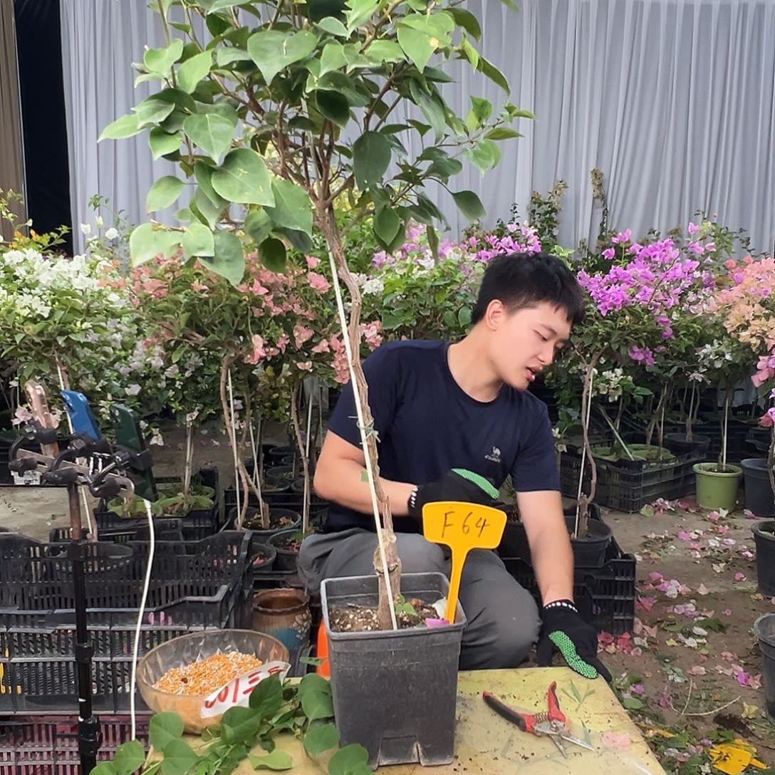 青***朱大部分花苞少量开放F64不甜西瓜