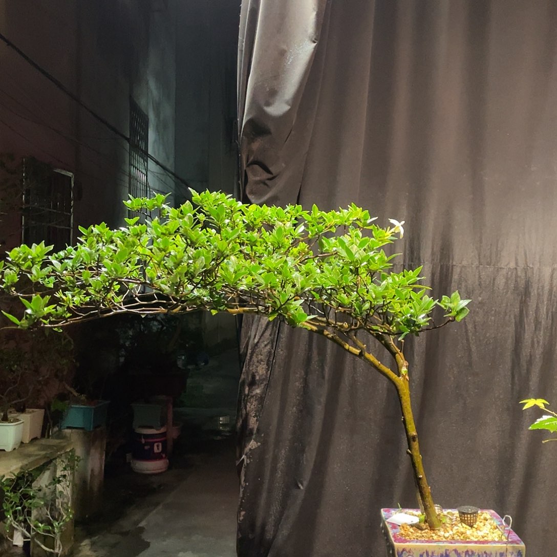 阿***涛无花朵栀子花包邮哦哦哦