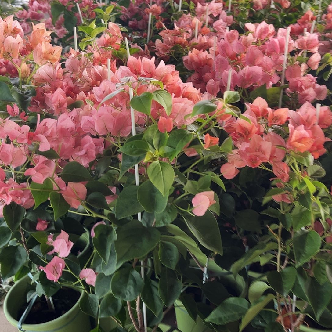 完全开放三角梅不甜西瓜