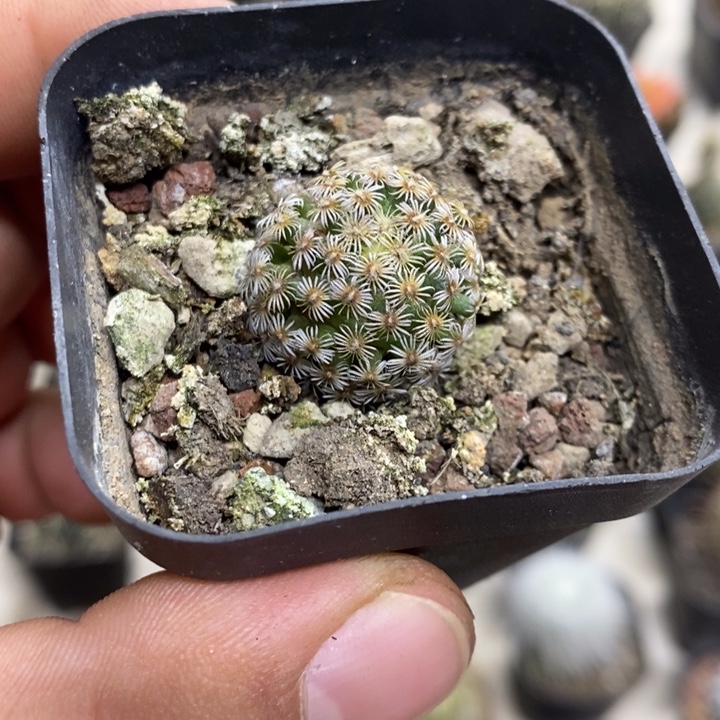 实生克氏丸特价福利