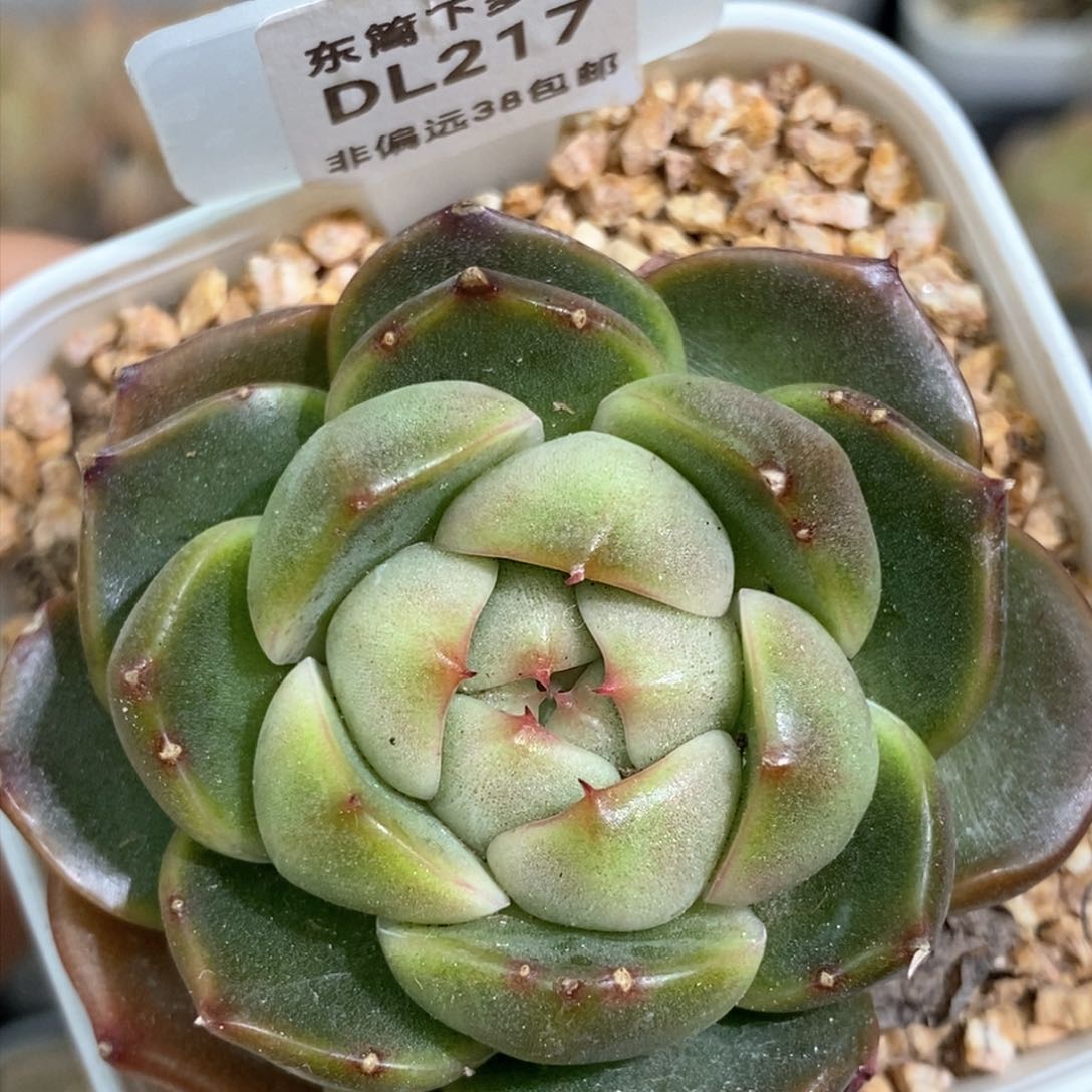 217东篱下多肉植物盆栽