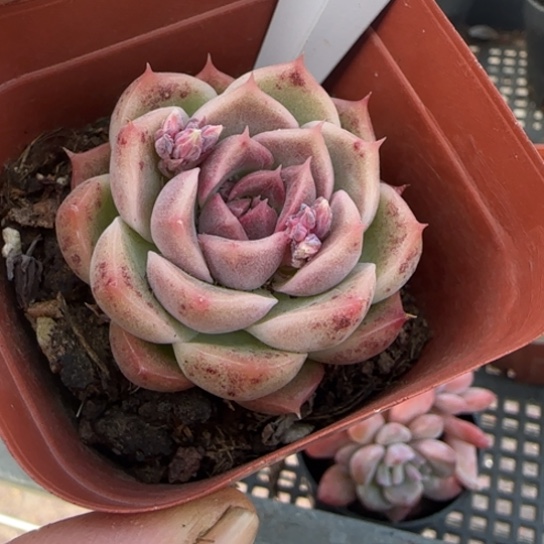 154 一物一拍多肉